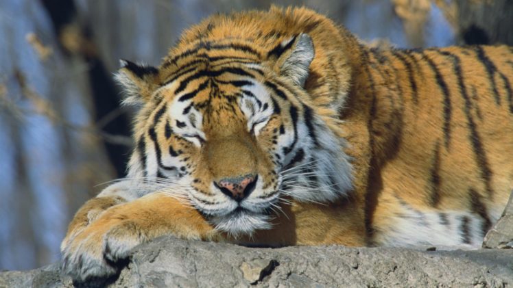 animals, Tigers, Russia, Sleeping, Siberian, Tiger HD Wallpaper Desktop Background