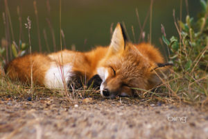 fox, Bing