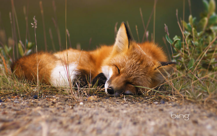 fox, Bing HD Wallpaper Desktop Background