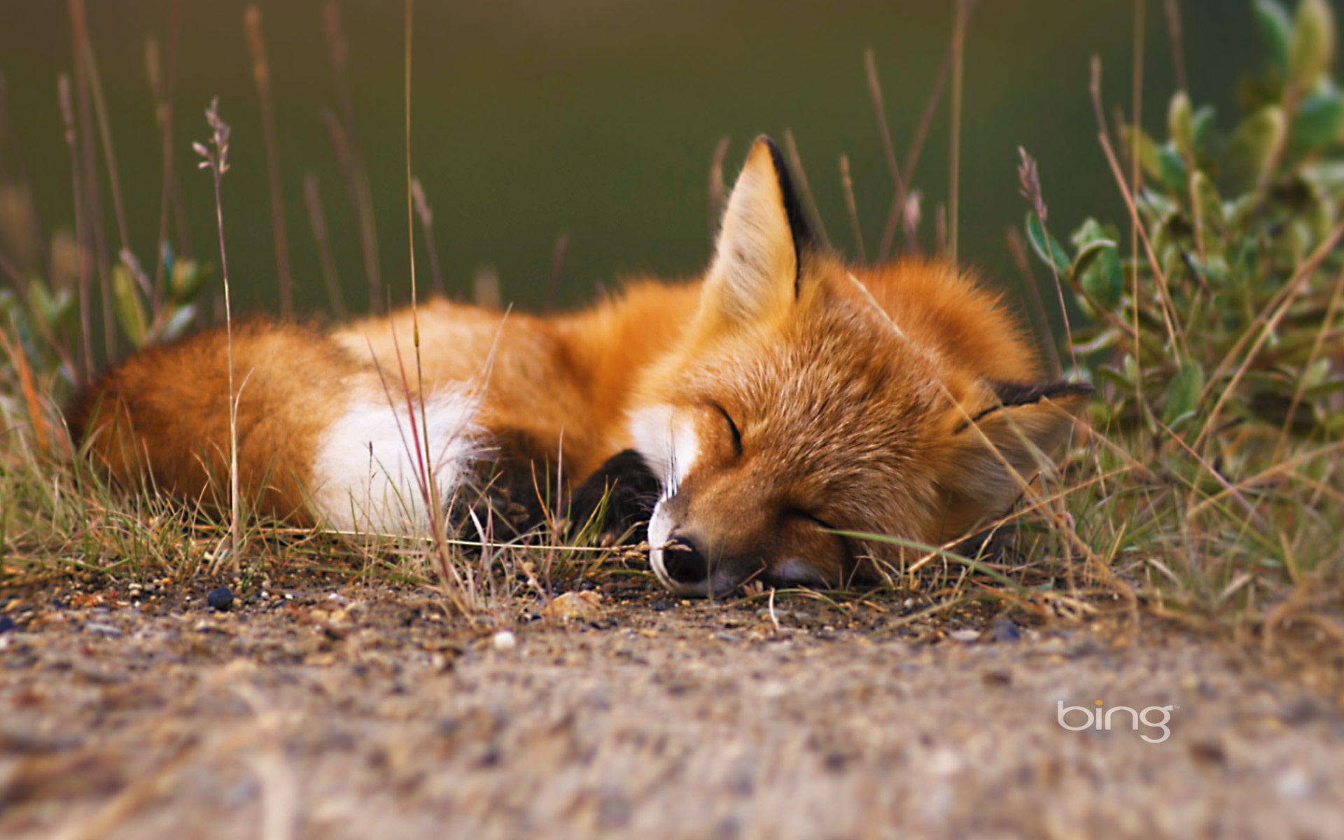 fox, Bing Wallpaper