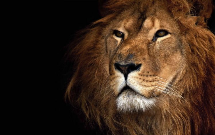 nature, Animals, Lions, Animal, World HD Wallpaper Desktop Background