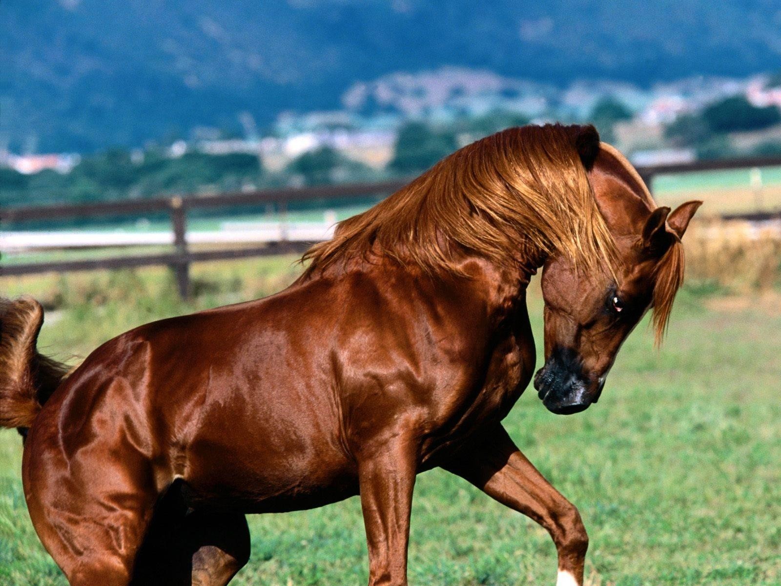 animals, Horses Wallpaper