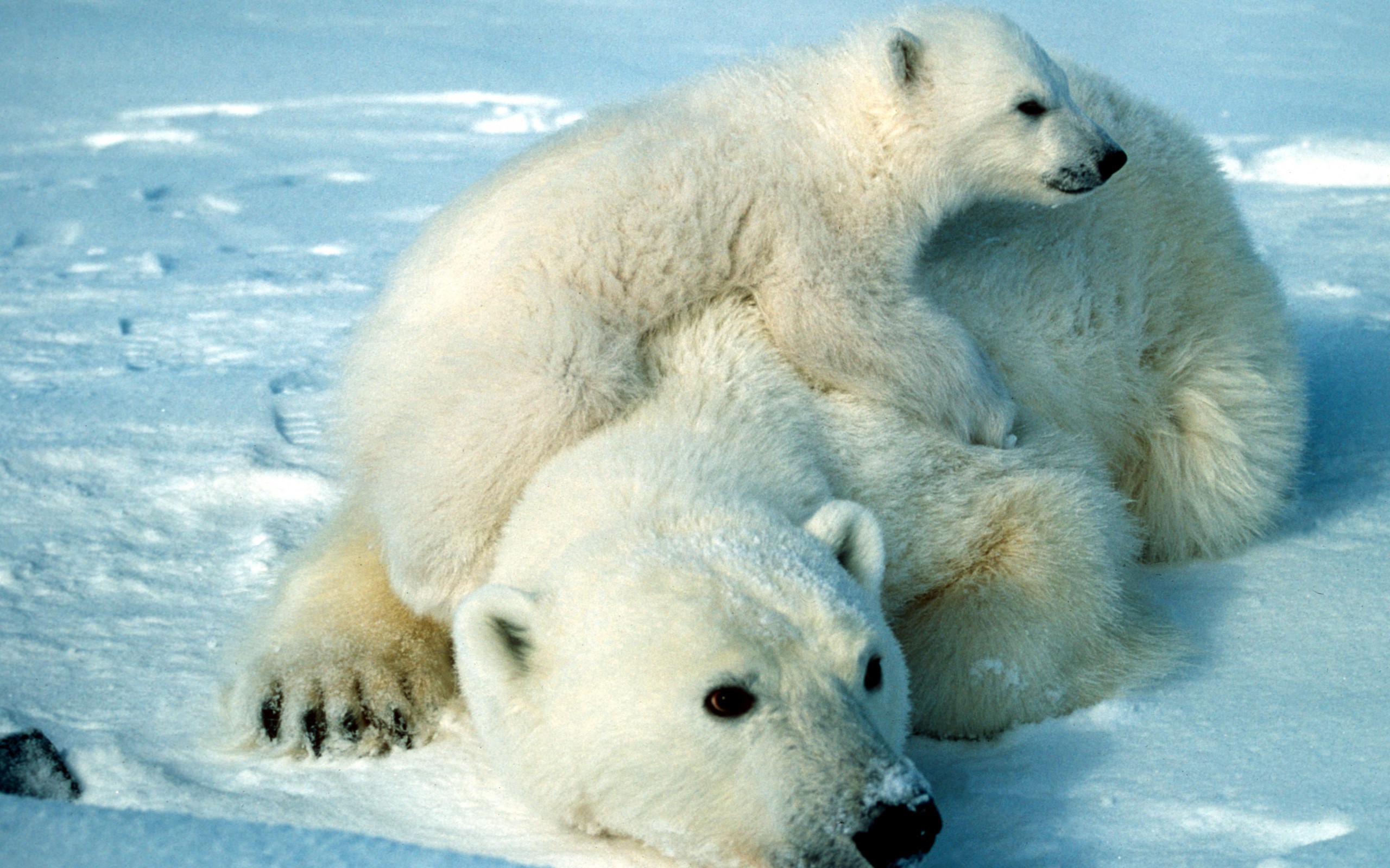 animals, Polar, Bears Wallpaper