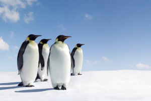 ice, Snow, Penguins