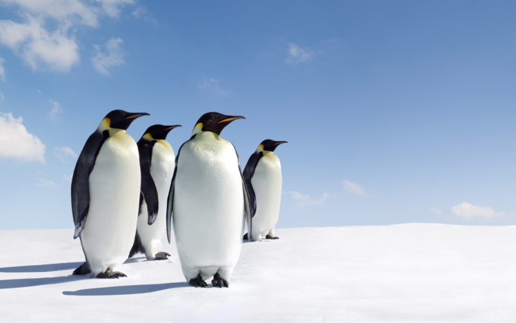 ice, Snow, Penguins HD Wallpaper Desktop Background
