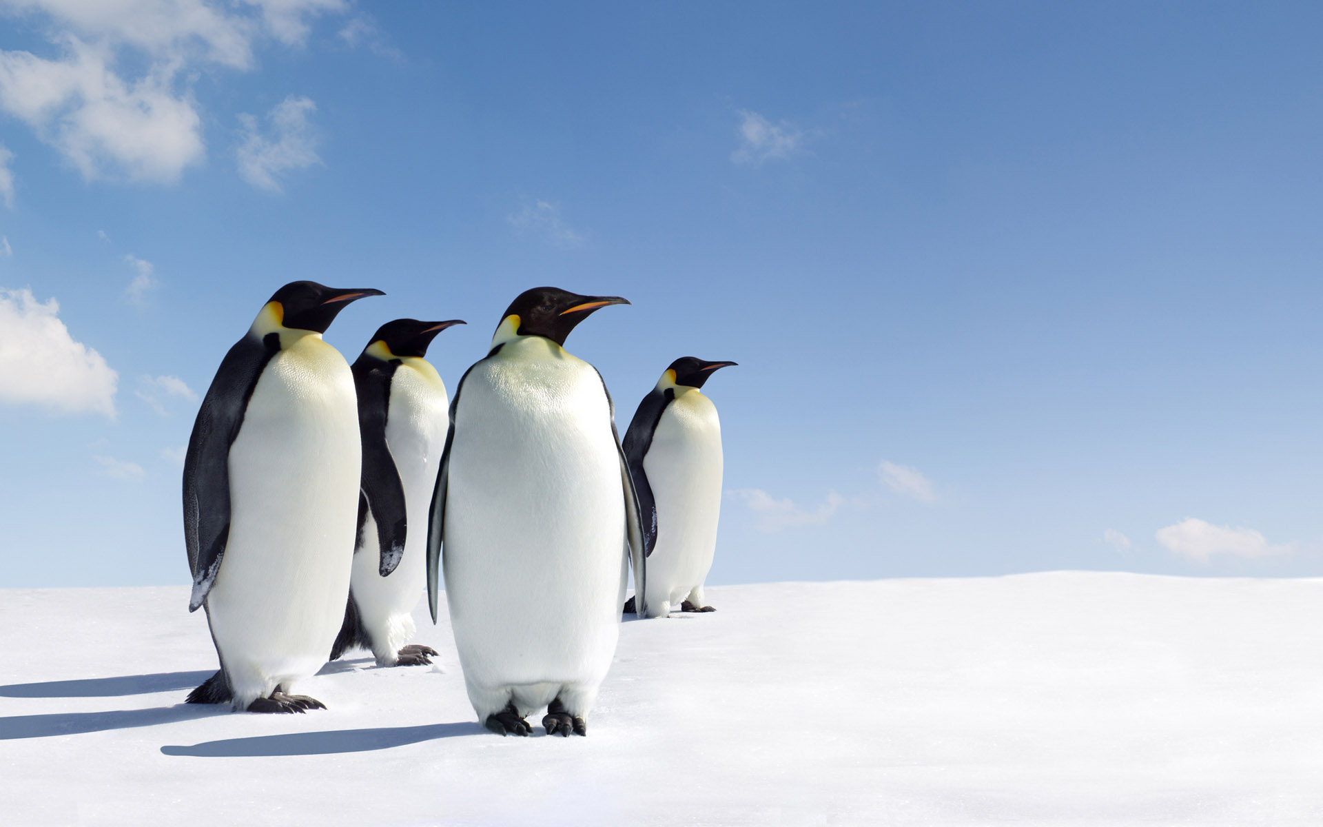 ice, Snow, Penguins Wallpaper