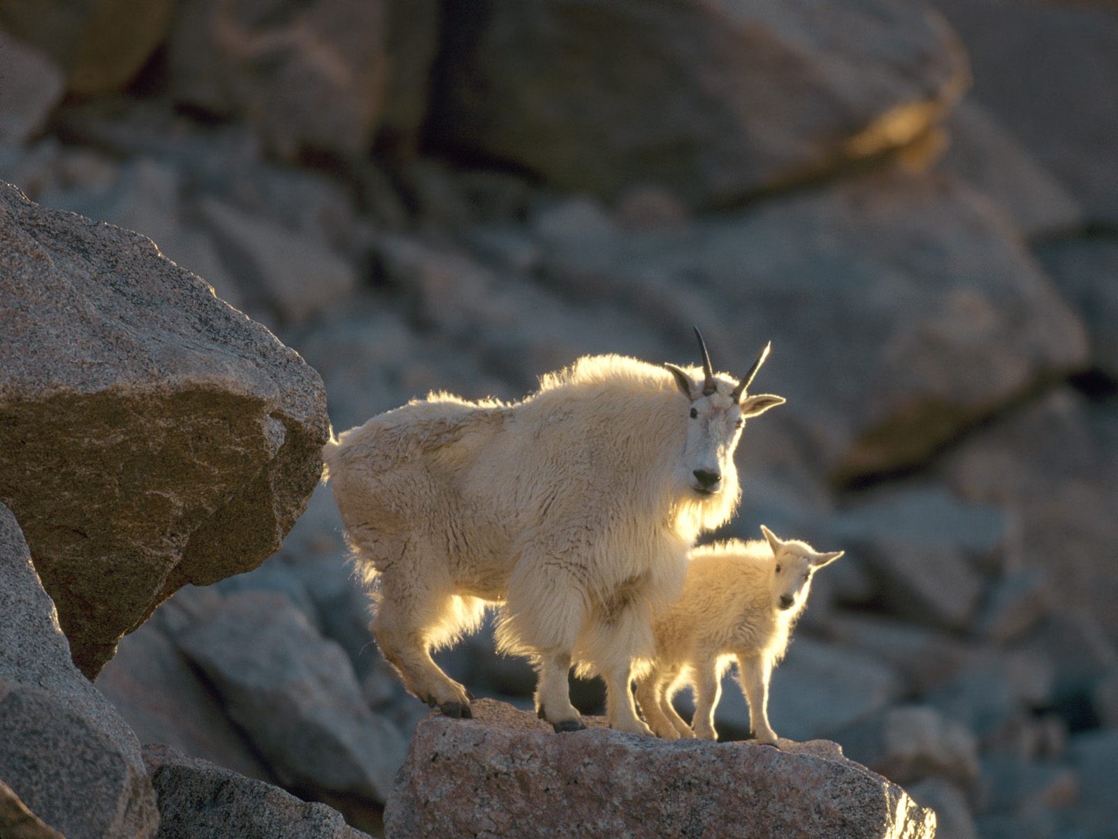 goats Wallpaper