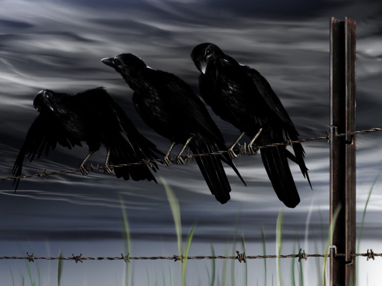 crows HD Wallpaper Desktop Background
