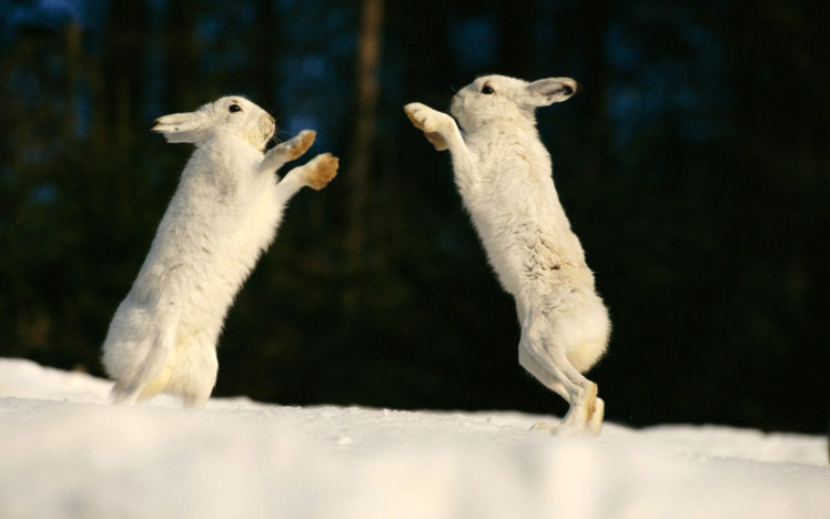 bunnies, Animals, Rabbits HD Wallpaper Desktop Background
