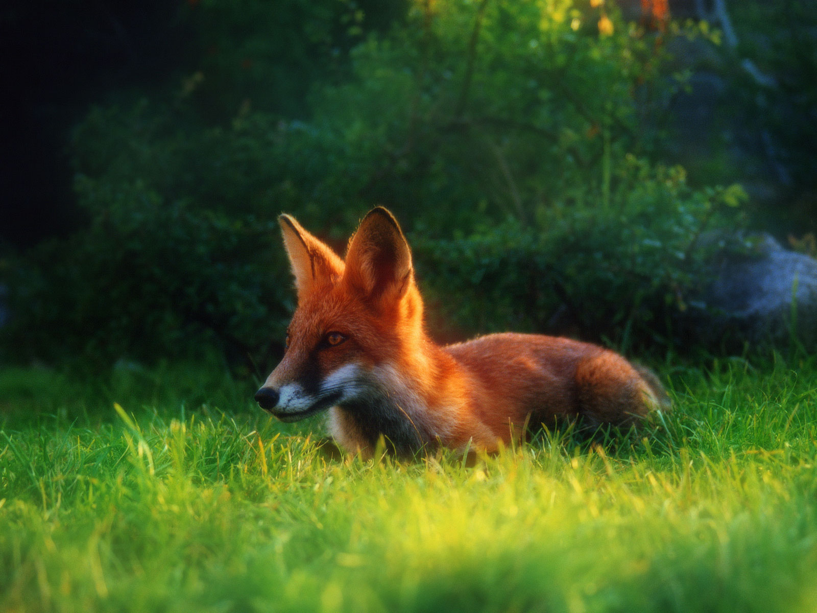 foxes Wallpaper