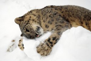 animals, Sleeping, Feline, Leopards