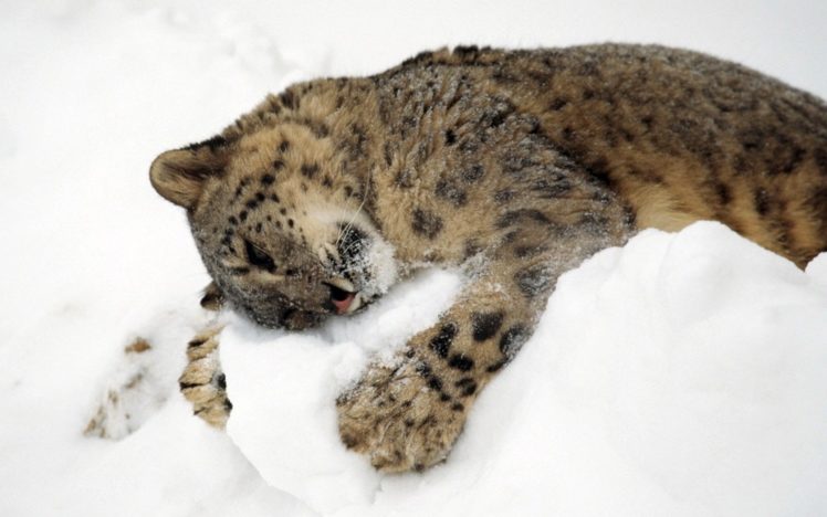 animals, Sleeping, Feline, Leopards HD Wallpaper Desktop Background
