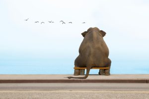 an, Elephant, Sits, On, A, Bench, In, Deep, Contemplation