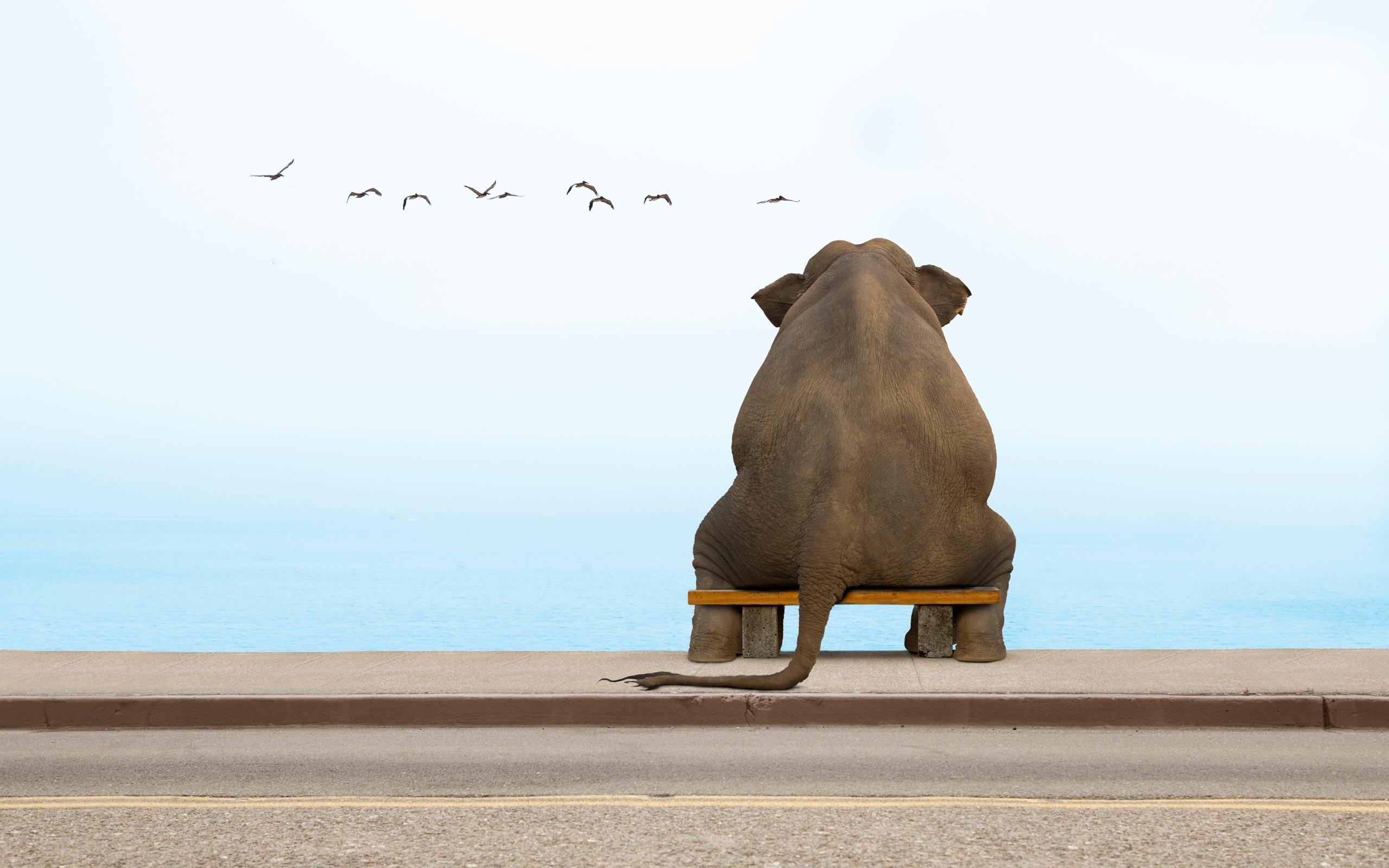 an, Elephant, Sits, On, A, Bench, In, Deep, Contemplation Wallpaper