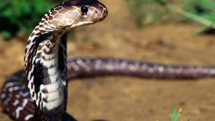 cobra, Snakes HD Wallpaper Desktop Background