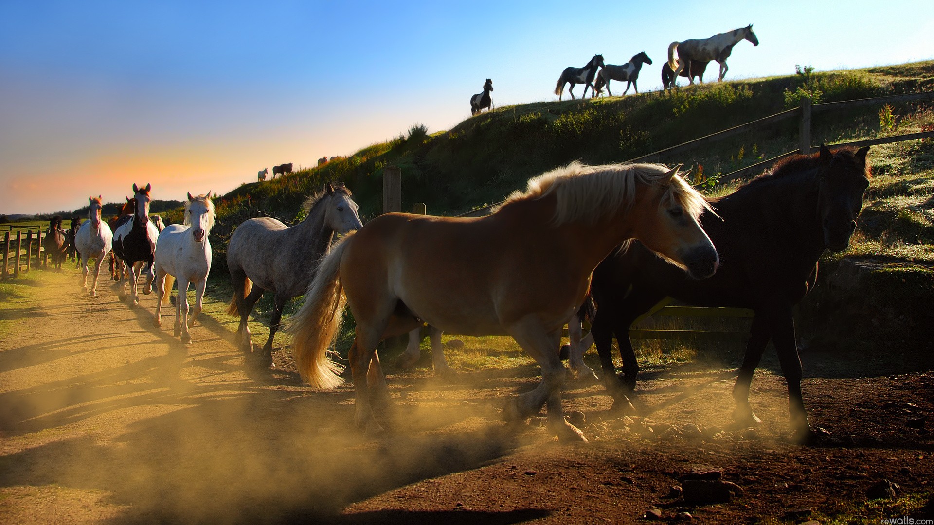 nature, Animals, Horses Wallpaper