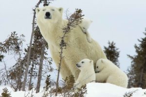 canada, Cubs, National, Park, Polar, Bears, Baby, Animals