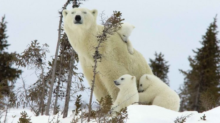 canada, Cubs, National, Park, Polar, Bears, Baby, Animals HD Wallpaper Desktop Background