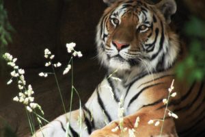 animals, Tigers, Wildlife