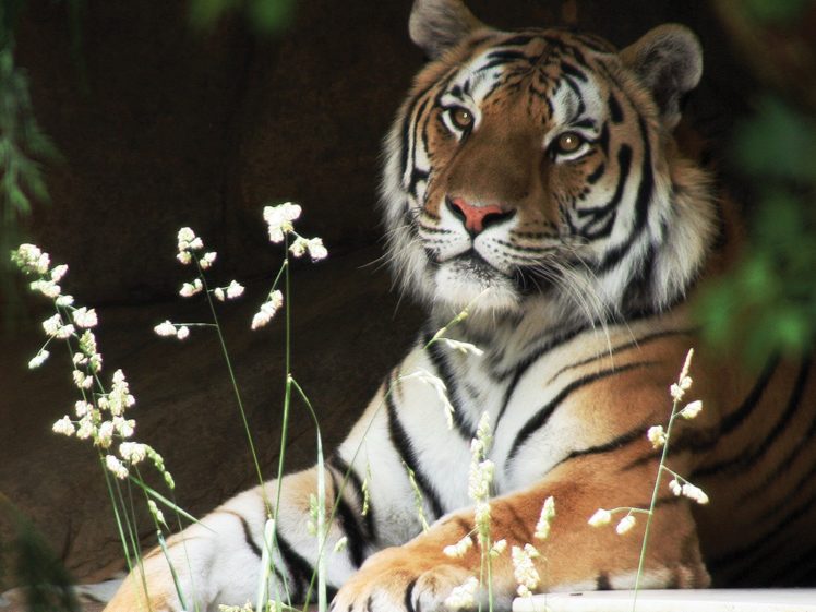 animals, Tigers, Wildlife HD Wallpaper Desktop Background