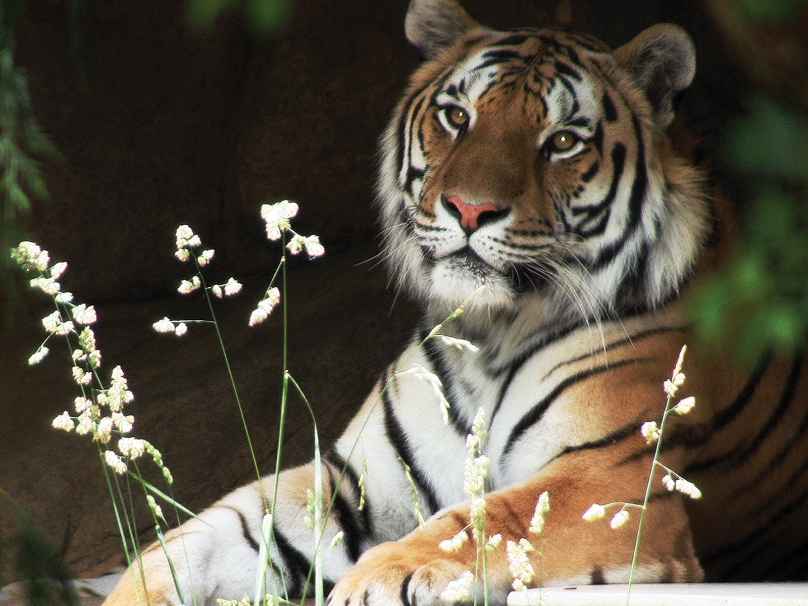 animals, Tigers, Wildlife Wallpaper