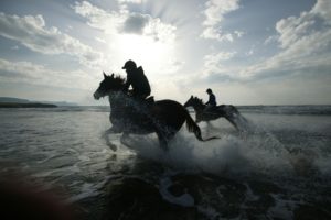 water, Horses