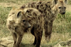 animals, Hyenas
