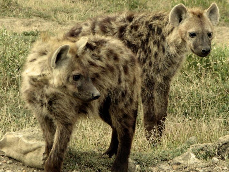 animals, Hyenas HD Wallpaper Desktop Background