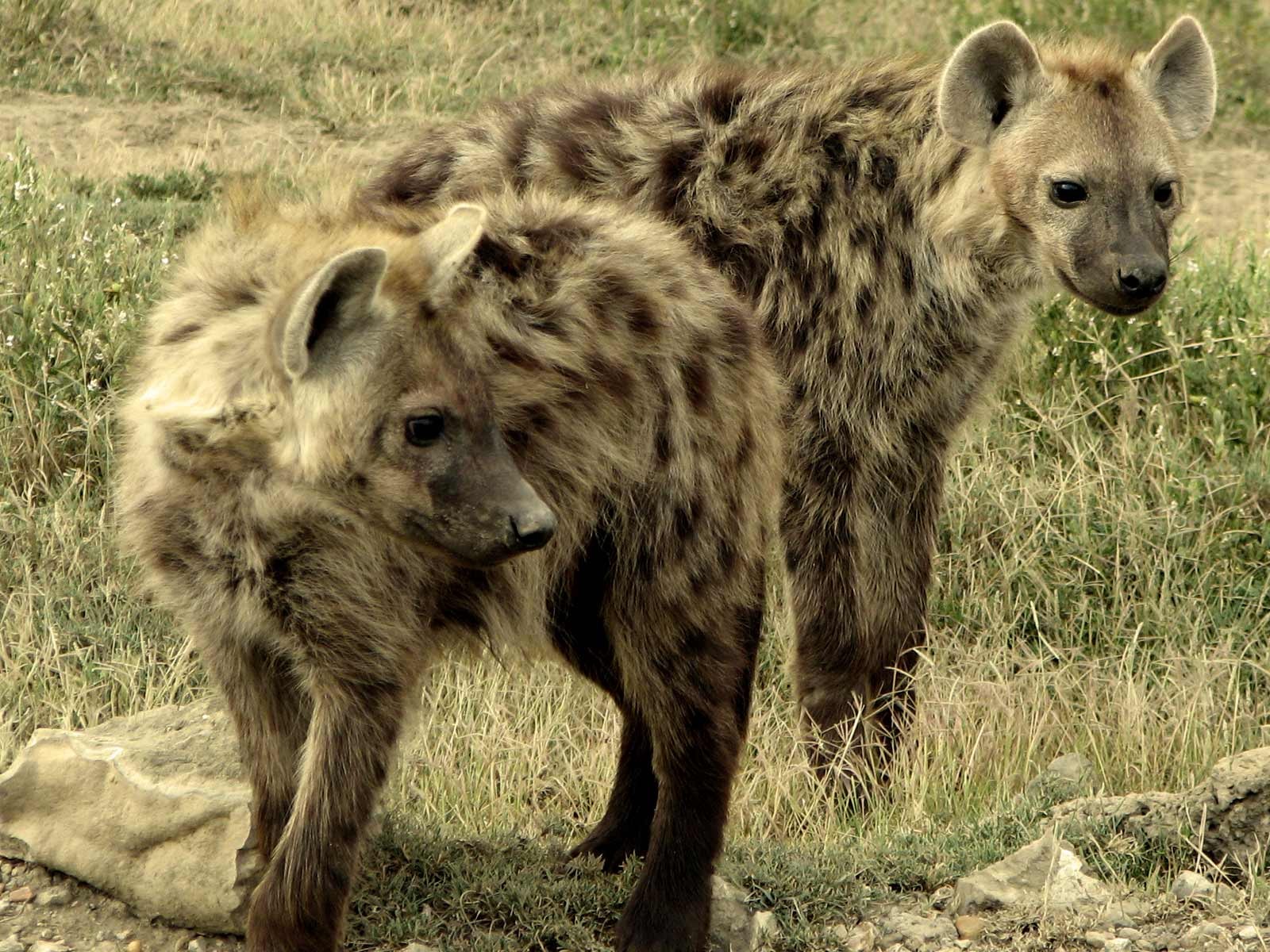 animals, Hyenas Wallpaper