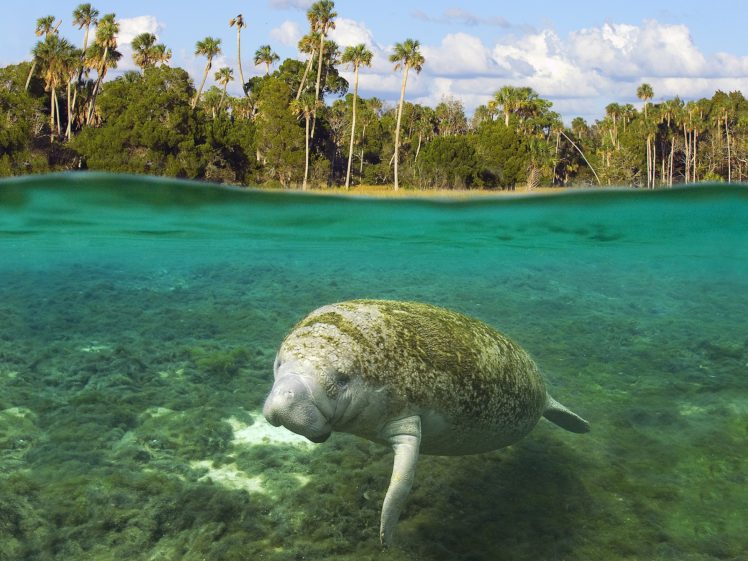 animals, Florida, Manatee, Crystal, River, Split view HD Wallpaper Desktop Background