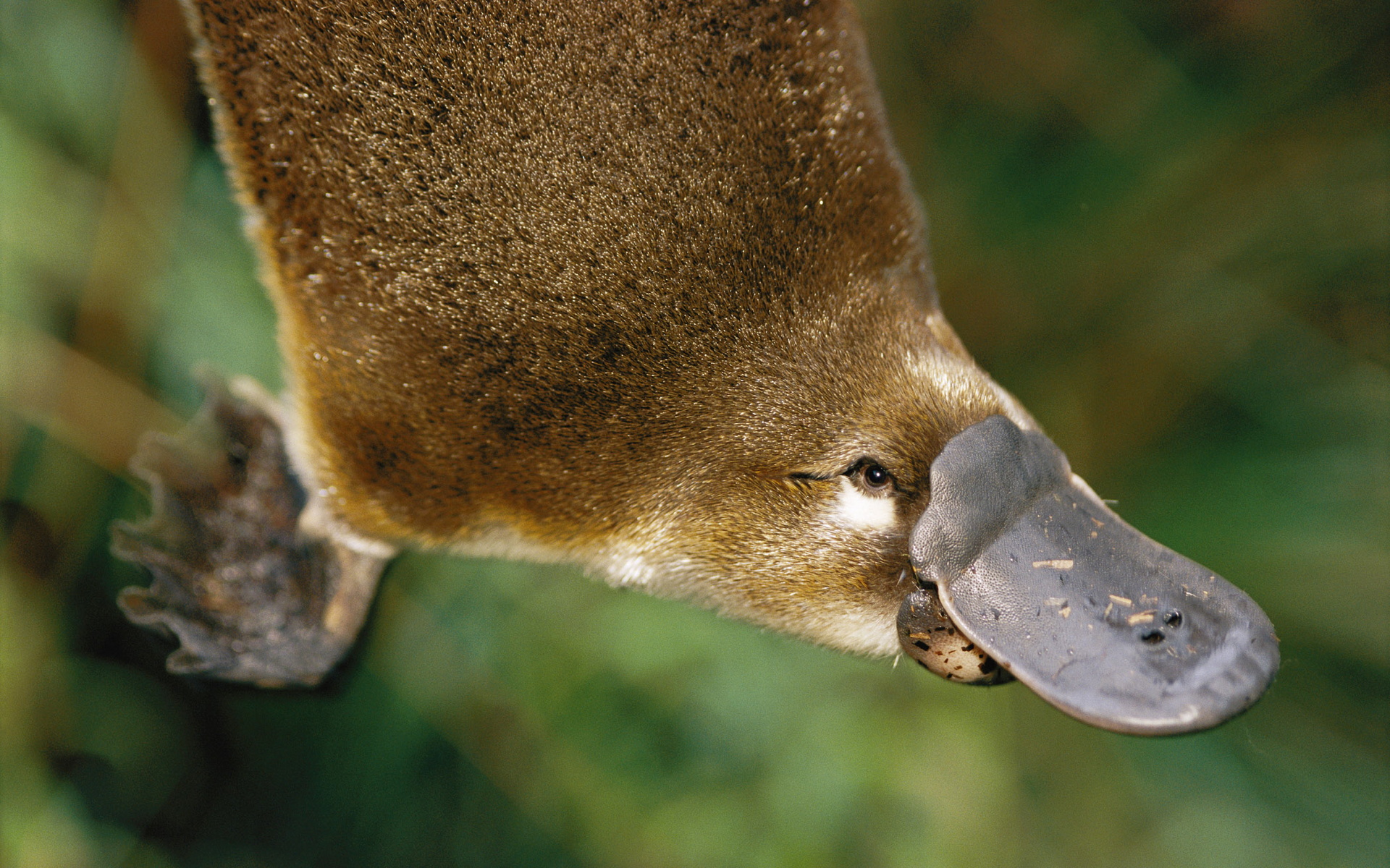 animals, Platypus Wallpaper