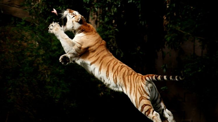 birds, Animals, Tigers, Jumping HD Wallpaper Desktop Background