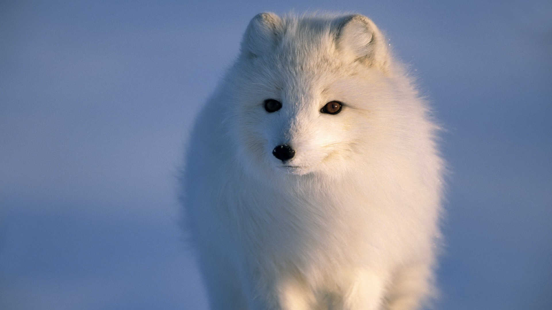 ice, Animals, Alaska, Arctic, Fox, Sea Wallpaper