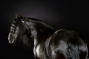 black, Animals, Horses, Friesian, Horse, Horse, Race