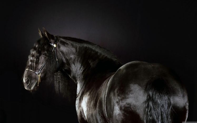 black, Animals, Horses, Friesian, Horse, Horse, Race HD Wallpaper Desktop Background