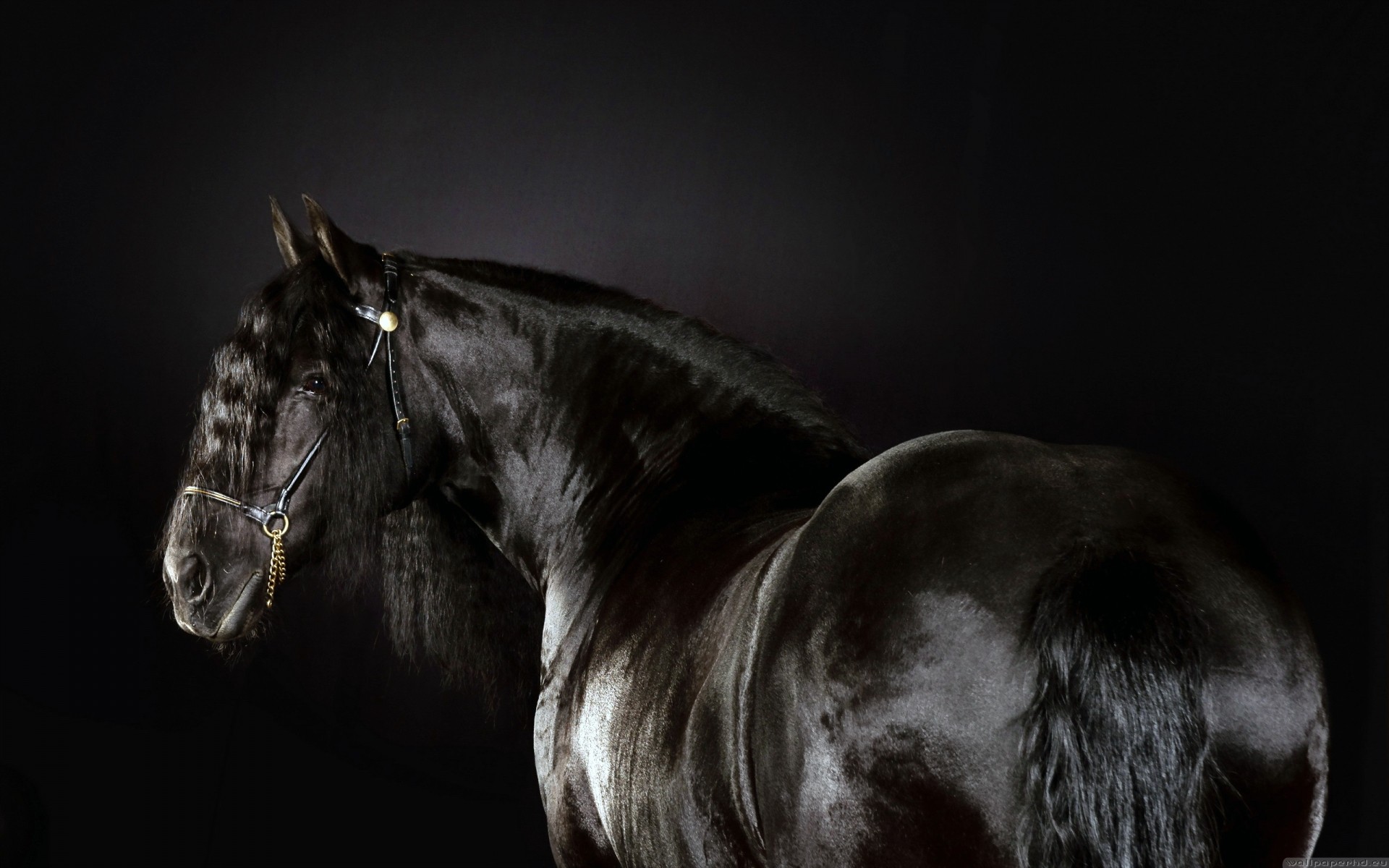 black, Animals, Horses, Friesian, Horse, Horse, Race Wallpaper
