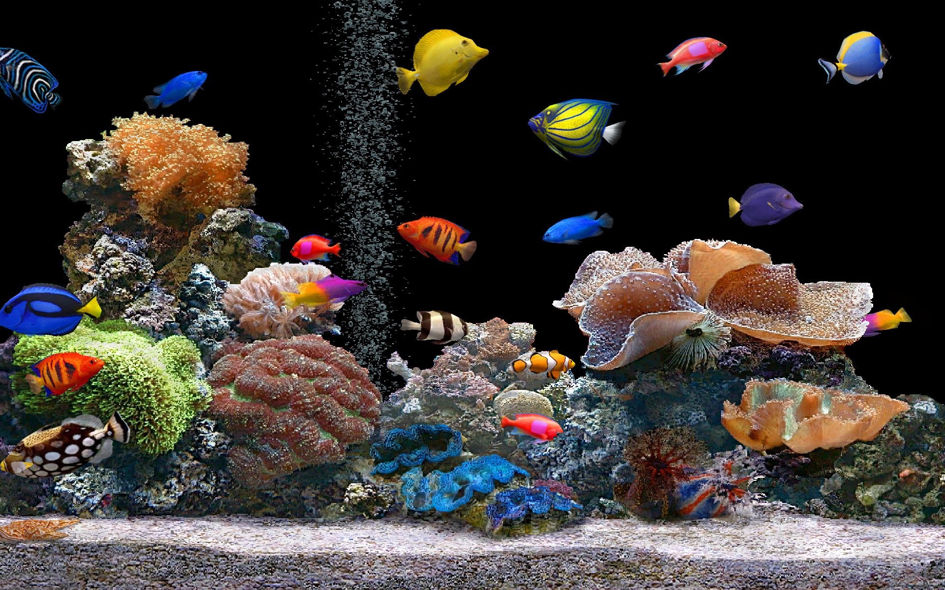 nature, Animals, Aquarium, Coral, Saltwater, Fish Wallpaper