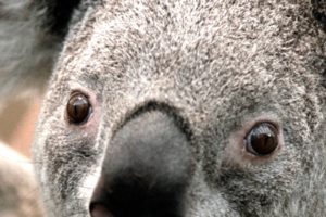animals, Koalas
