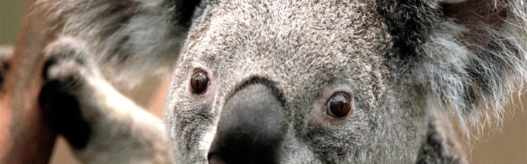 animals, Koalas HD Wallpaper Desktop Background