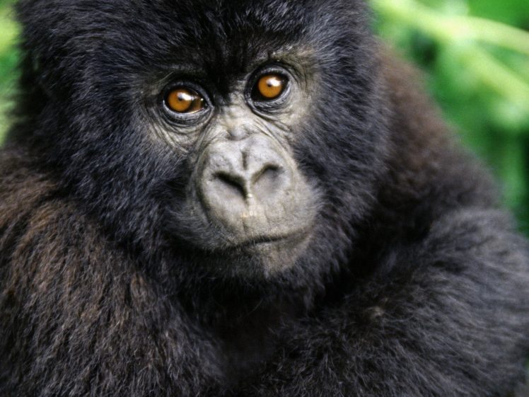 animals, Gorillas HD Wallpaper Desktop Background