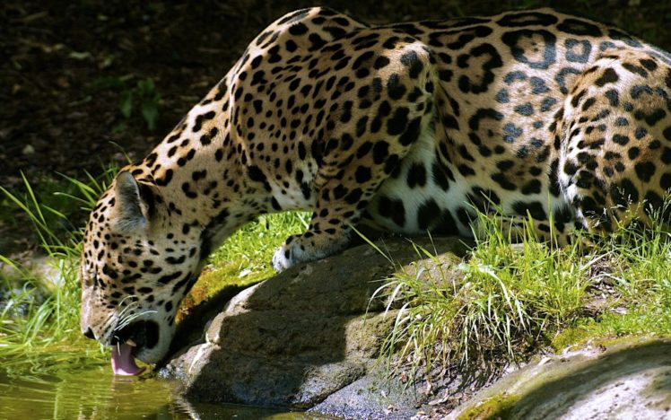 animals, Grass, Leopards, Drinking HD Wallpaper Desktop Background