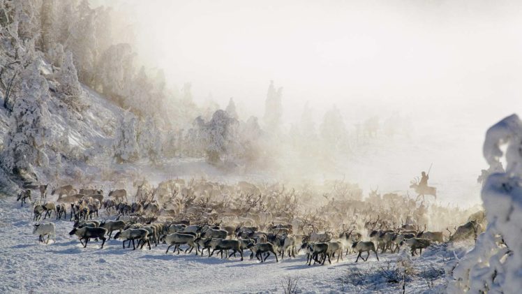 winter, Snow, Reindeer HD Wallpaper Desktop Background