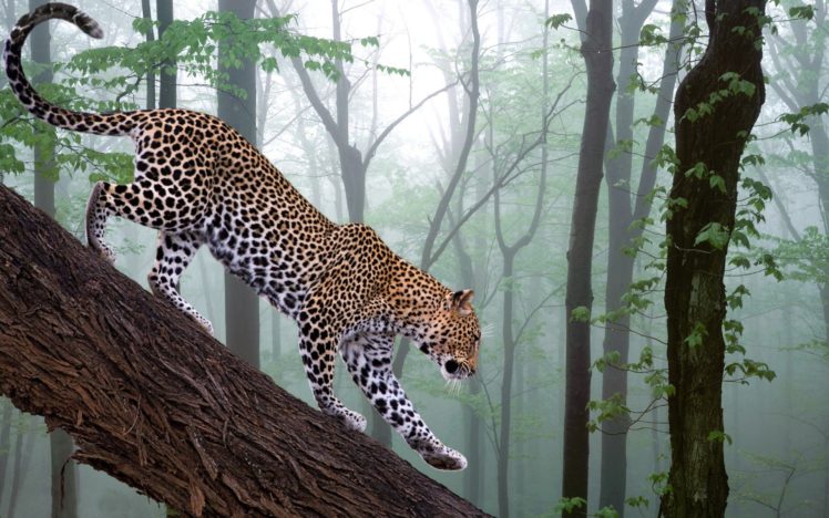 forest, Animals, Leopards HD Wallpaper Desktop Background