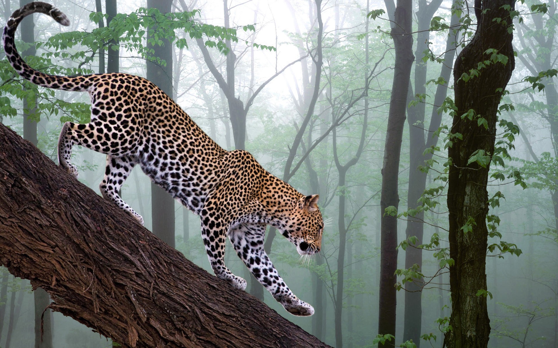 forest, Animals, Leopards Wallpaper