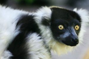 black, And, White, Lemur