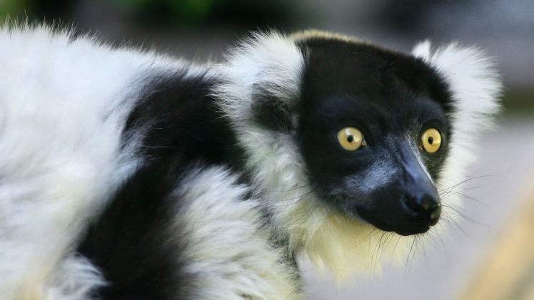 black, And, White, Lemur HD Wallpaper Desktop Background