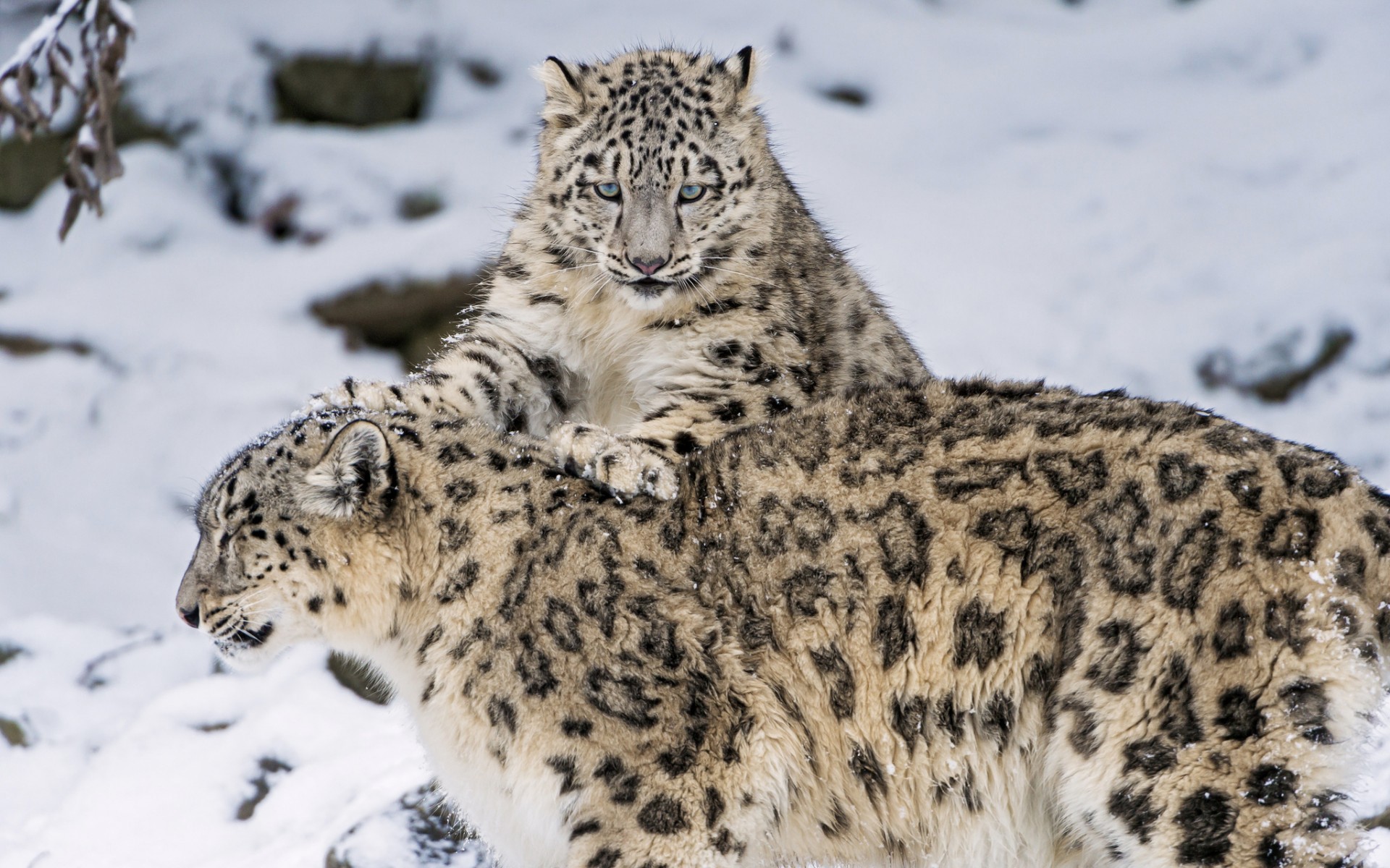 animals, Snow, Leopards Wallpaper