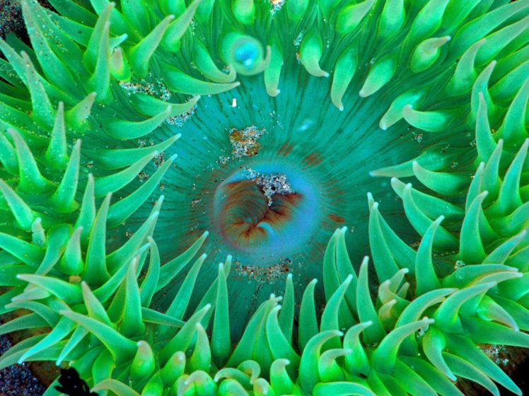 animals, Sea, Anemones HD Wallpaper Desktop Background
