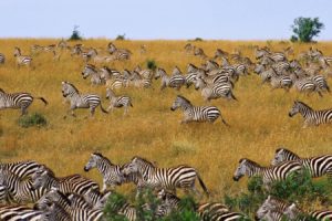 nature, Zebras, Herds