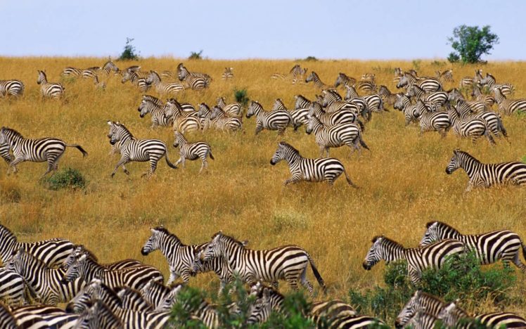 nature, Zebras, Herds HD Wallpaper Desktop Background